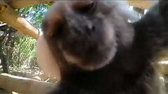 Monkey kissing camera