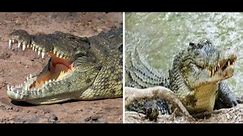 Nile crocodile vs. saltwater crocodile showdown