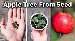 How to Grow an Apple Tree from SEED to FRUIT in 3 YEARS! 🍎
