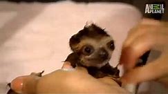 baby sloth bath cute squeak