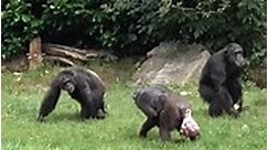 Noisey Chimp Protecting Her New Baby. #gorilla #gorillatag #viralvideo #viralreels #reelsvideo #fbreels #reelsfb #ad | The Monkey King