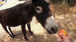 Feeding A Donkey an Apple!