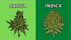 Sativa vs Indica | What’s Better?