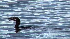 Cormoranes Pescando - Cormorants Fishing (Phalacrocorax olivaceus), by trucha1618xx