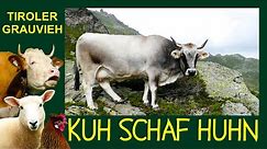 KUH SCHAF HUHN Folge 1: Tiroler Grauvieh - Die silbernen Rinder der Tiroler Berge + Wipptaler Rind