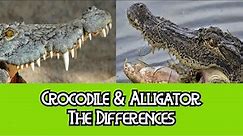 Alligator & Crocodile - The Differences