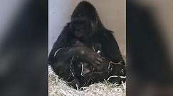 A baby gorilla is born at L.A. Zoo, the first in over 20 years