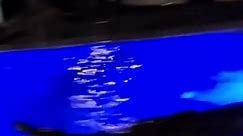 Massive 10-foot crocodile swimming in Florida pool