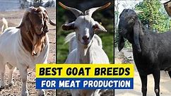 Top 10 Best Goat Breeds For Meat Production | Best goat For Meat & Profit