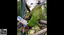 Beautiful bird searches for treats at local zoo