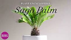 Sago Palm | Plant Encyclopedia
