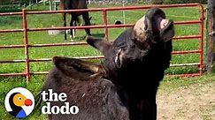 Shy Rescue Donkey Turns Into A MONSTER! | The Dodo