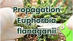 Succulent Care - Propagating Euphorbia flanaganii