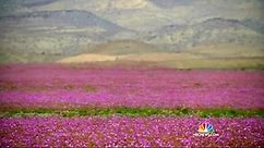 Flowers Bloom in Atacama Desert, One of World’s Driest Places