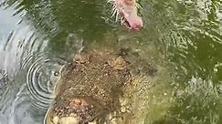 Close up to a giant saltwater crocodile feeding