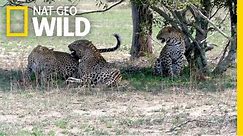 Two Leopard Sisters Mate with Same Male in Rare Video | Nat Geo Wild