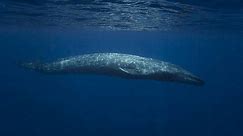 Watch: Blue whales return ‘home’ decades after being wiped out by whaling