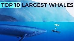 Top 10 Largest Whales! (By Length)