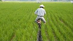Success Of Rice Farming Japan : Planting & Harvesting