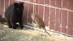 Giant Russian Rat Attacks Cats [HQ]