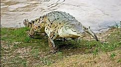 The Orinoco crocodile (Crocodylus intermedius)
