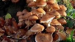 The Armillaria Ostoyae: The Largest and Oldest Organism on Earth
