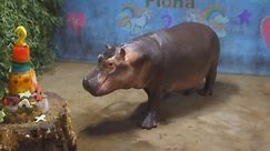 Happy National Hippo Day! We're celebrating with the world-famous Fiona hippo