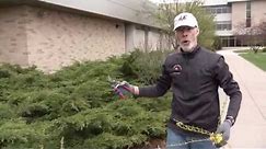 How to Trim Your Shrubs | FVTC Horticulture Instructor Chuck Stangel