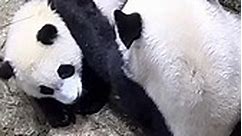 Panda Cam Highlights from Smithsonian's National Zoo