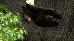Photos: Black bear captured after wandering St. Louis County on Mother's Day