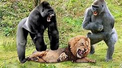 Unbelievable Gorilla Adopts Lion Cub And The Unexpected Lioness Save Baby From Baboon Gorilla.mp4