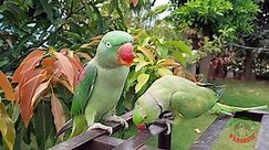 05.Funny Dancing Indian Ringneck Parrot Trim Trim- compressesd