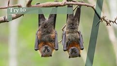 How to Attract Bats to Your Yard—and Why You Want To
