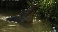 American Alligator Bellowing 01