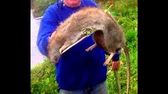 6 GIANT/BIGGEST RATS EVER FOUND NEAR PEOPLE..SCARY!
