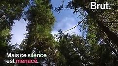"One Square Inch Of Silence", l'une des dernières zones silencieuses aux États-Unis