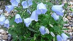 CHUXAY GARDEN Blue Campanula Medium,Canterbury Bells 200 Seeds Annual Flowering Plants Grows in Garden and pots High Germination Rate Attract Butterfly Hummingbirds