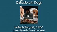 Resolving Common Problem Behaviors in Dogs