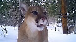 WATCH: Mountain lion with 3 cubs caught on camera in Colorado
