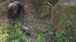 Orangutans & Otters Living Together