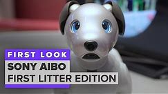 We played with Aibo: Sony's $2,899 robot dog