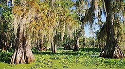 Louisiana Swamp - Alligators and Cypress with Spanish Moss at Lake Martin, Lafayette LA