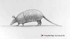 HOW TO DRAW AN ARMADILLO