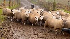 Amazing Dog Herding A Field Of Sheep