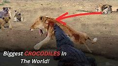 5 BIGGEST Crocodiles In The World! || You Won't Believe
