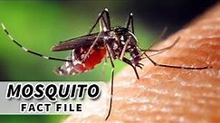 Mosquito Facts: How Well Do YOU Know the MOSQUITO?