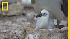See the Artificial Nests Helping the Shy Albatross Battle Climate Change | National Geographic