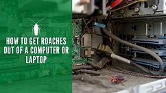 How to Get Roaches Out of a Computer or Laptop- Removal Guide