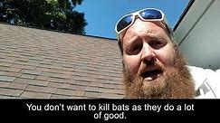 Bat Extruders: How to Get Bats Out of Your Attic