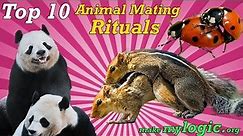 Top 10 Crazy Animal Mating Rituals